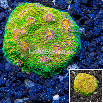 LiveAquaria® Cultured Ultra Chalice Coral