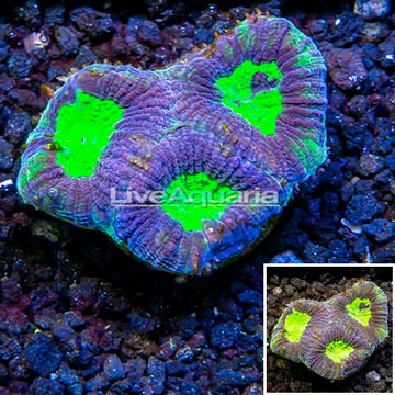 LiveAquaria® Cultured Goniastrea Brain Coral