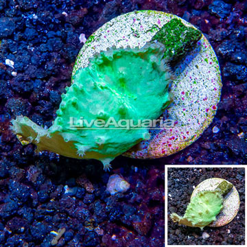 LiveAquaria® Cultured Cabbage Leather Coral