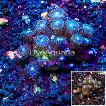LiveAquaria® Cultured Zoanthus Coral