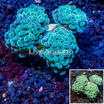 LiveAquaria® Cultured Hammer Coral