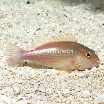 Arc-Eye Hawkfish