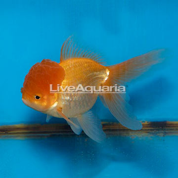 Oranda Goldfish