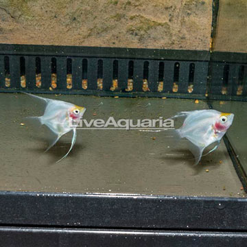 Blushing Angelfish, Pair