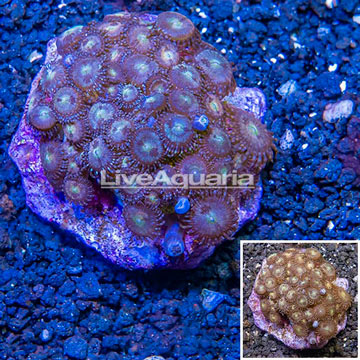Zoanthus Coral Indonesia