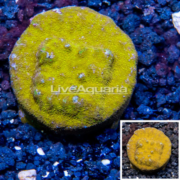 LiveAquaria® Cultured Psammacora Coral