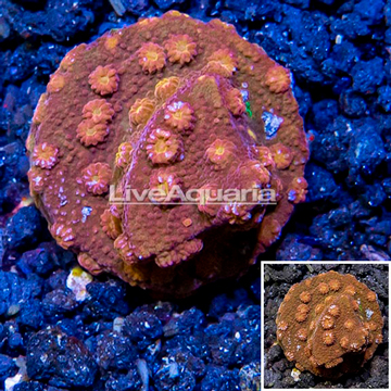 LiveAquaria® Cultured Cyphastrea Frag