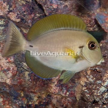 Epaulette Surgeonfish