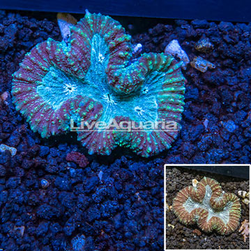 Lobophyllia Coral Tonga