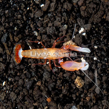 Red Snapping Shrimp