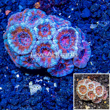 LiveAquaria® Cultured Acan Lord Coral