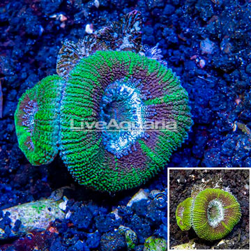 LiveAquaria® Cultured Acan Lord Coral