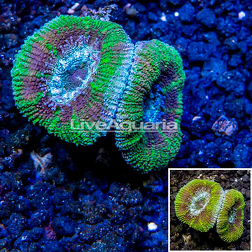 LiveAquaria® Cultured Acan Lord Coral
