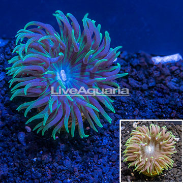 LiveAquaria® Cultured Duncan Coral 