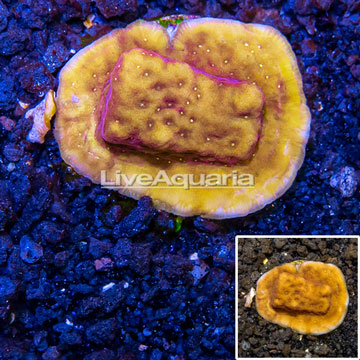 LiveAquaria® Cultured Orange/Gold Psammocora Coral