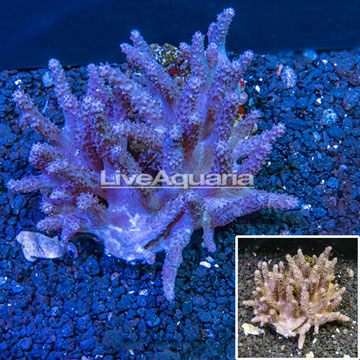 Sinularia Leather Coral Indonesia