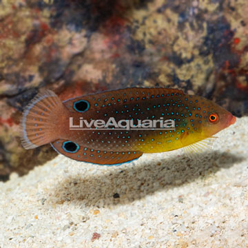 Yellowchest Twist Wrasse EXPERT ONLY