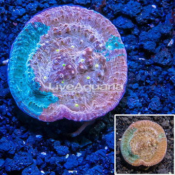 LiveAquaria® Cultured Ultra Chalice Coral