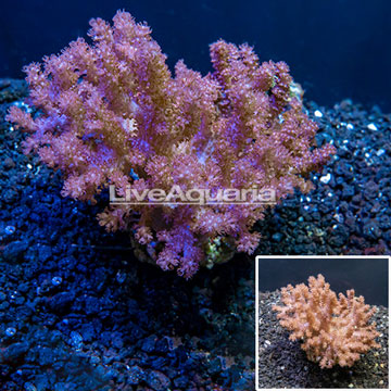 Cauliflower Colt Coral Indonesia