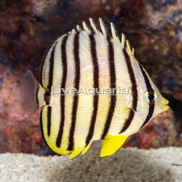 Eight Band Butterflyfish [Expert Only]