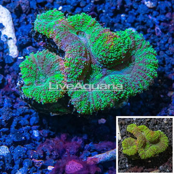 Lobed Brain Coral Australia