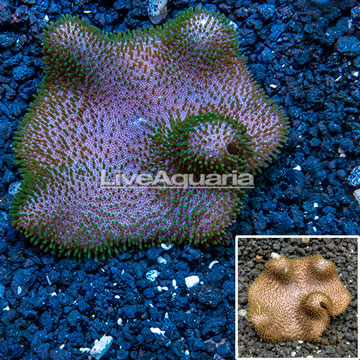 Toadstool Mushroom Leather Coral Vietnam 