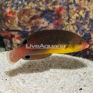 Yellowchest Twist Wrasse EXPERT ONLY