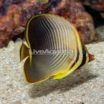 Triangle Butterflyfish 