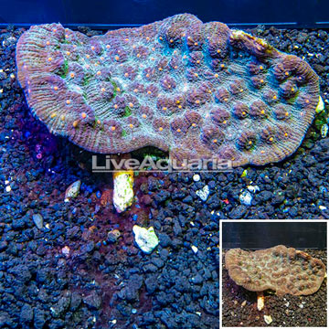 Ultra Chalice Coral Australia