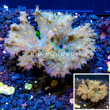 Cabbage Leather Coral Indonesia