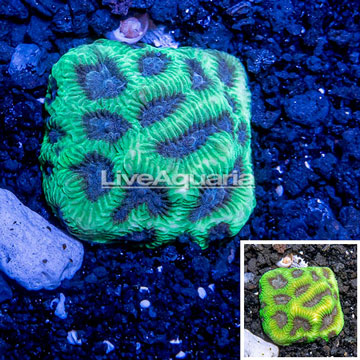Australia Cultured Dipsastrea Brain Coral 