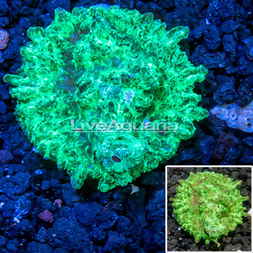 LiveAquaria® Cultured Hydnophora Coral