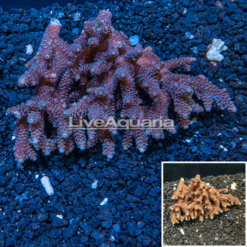 Acropora Coral Tonga