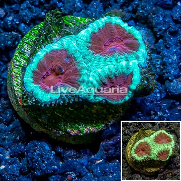 LiveAquaria® Cultured Favia Coral