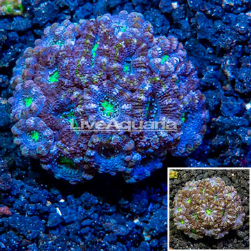 LiveAquaria® Cultured Acan Lord Coral