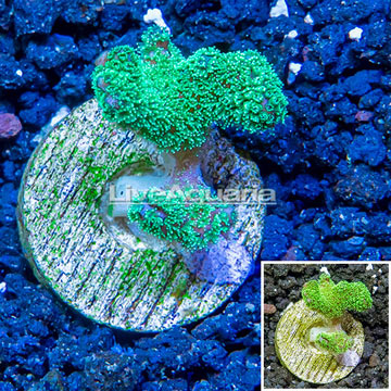 LiveAquaria® Cultured Pocillopora Coral