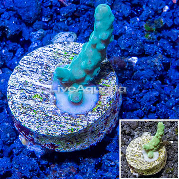 LiveAquaria® Cultured Acropora Coral
