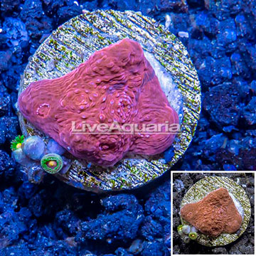 LiveAquaria® Cultured Ultra Chalice Coral