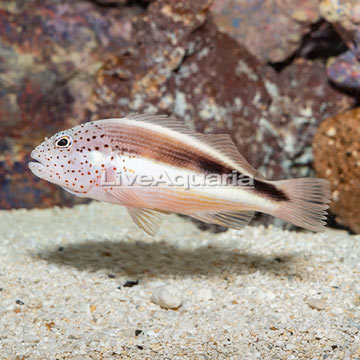 Freckled Hawkfish