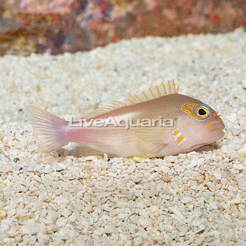 Arc-eye Hawkfish