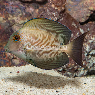 Orange Stripe Bristletooth Tang