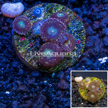 LiveAquaria® Cultured Zoanthus Coral