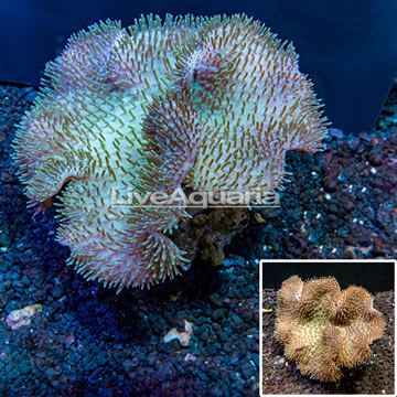 Toadstool Mushroom Leather Coral Tonga