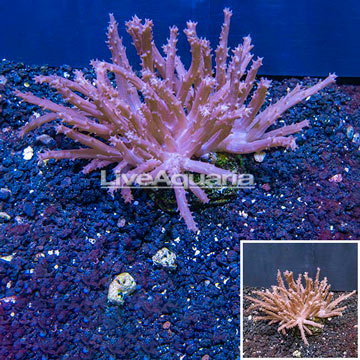 Tree Coral Indonesia