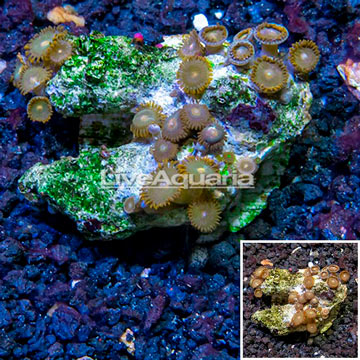 Zoanthus Coral Vietnam