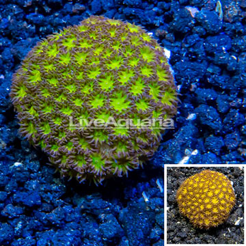 LiveAquaria® Cultured Leptastrea