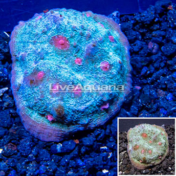 LiveAquaria® Cultured Ultra Chalice Coral