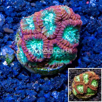 LiveAquaria® Cultured Favia Coral