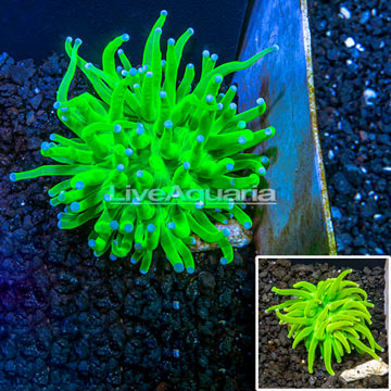 LiveAquaria® Cultured Holy Grail Torch Coral 