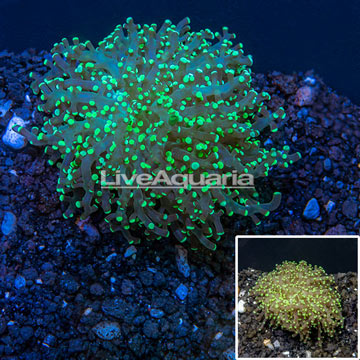 LiveAquaria® Cultured Frogspawn Coral 